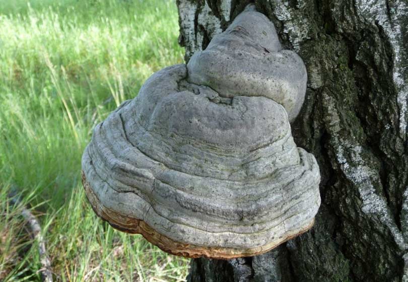 Sustainable textile innovations: mushroom leather Sustainable textile innovations: mushroom leather